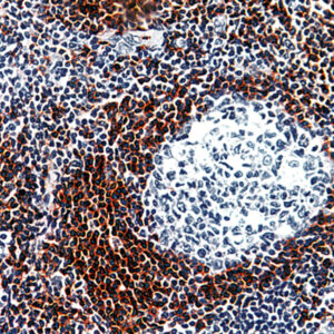 Anti-CD45RC (T Cell)