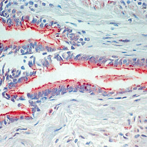 Anti-Beta-Tubulin IV