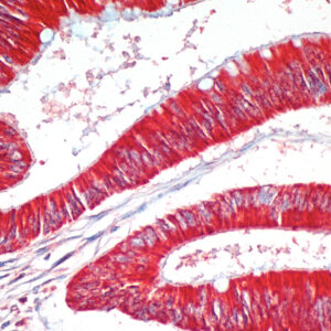 Anti-Basic Fibroblast Growth Factor (bFGF)