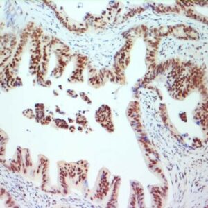 Anti-c-Jun, Clone 4H9