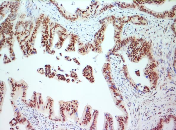 Anti-c-Jun, Clone 4H9