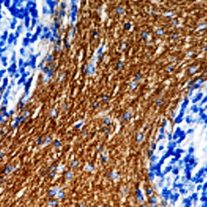 Anti- CNPase (Myelin), Clone SMI 91