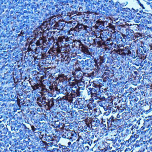 Anti-Myogenin (Myf4), Clone MGN185