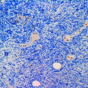 Anti-Granzyme B, Clone GZMB/3014