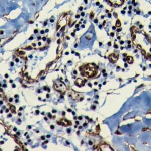 Anti-Nucleophosmin, Clone NPM1/3286