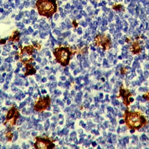 Anti-Microglia/AIF1, Clone AIF1/2468