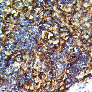 Anti-CD123 (IL3RA), Clone IL3RA/1531