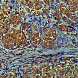 Anti-TIM3, Clone TIM3/3113