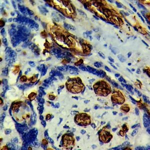 Anti-CD235a/Glycophorin A, Clone GYPA/280