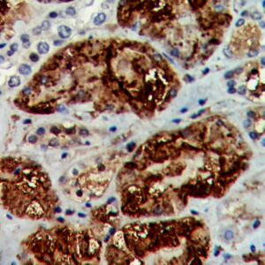 Anti-Transthyretin, CloneTTR/4292