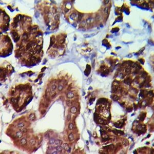 Anti-MDM2, Clone D-7