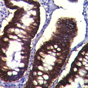 Anti-Claudin-4, Clone A-12