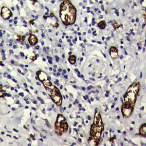 Anti-Glycophorin A, Clone JC159
