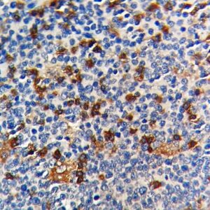 Anti-CD4 [rCD4/3930]