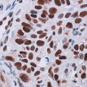 Anti-Human MCM2 [SP85]