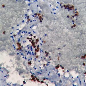 Anti-NeuN (NeuN/7071R)