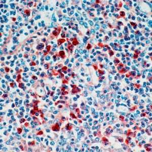 Anti-IgG [Polyclonal]