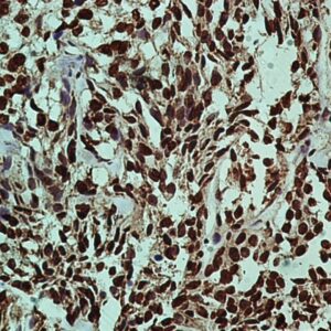 Hsa-miR-127-3P Probe