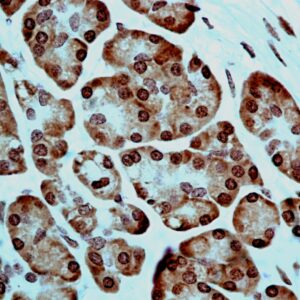 Hsa miR-216a Probe for FISH Assay