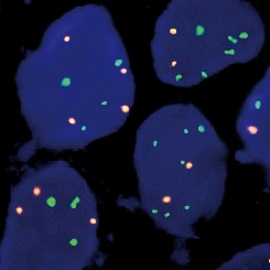 eFISH CMYC/CEN 8 Dual Color Probe