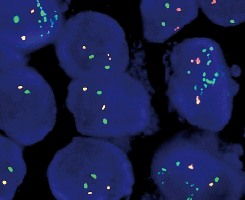 eFISH TERT/5q31 Dual Color Probe