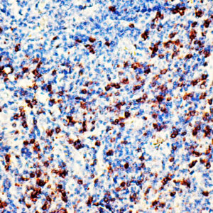 Anti-CD8A, Clone C8/468