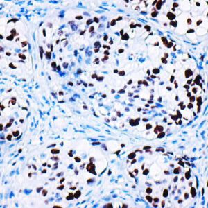 Anti-p21/WAF1, Clone CIP1/4377R