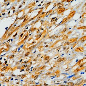 Mouse anti-human HSV 1 Monoclonal antibody