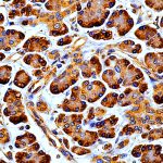 anti-human MRP3 Monoclonal antibody